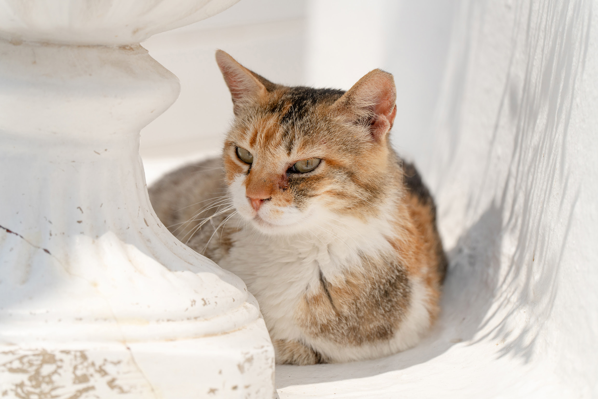 Tamron’s New 25-200mm F/2.8-5.6 G2 Could Be the Only Lens You Need