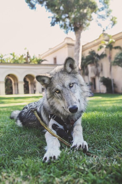 24-70mm lens photography