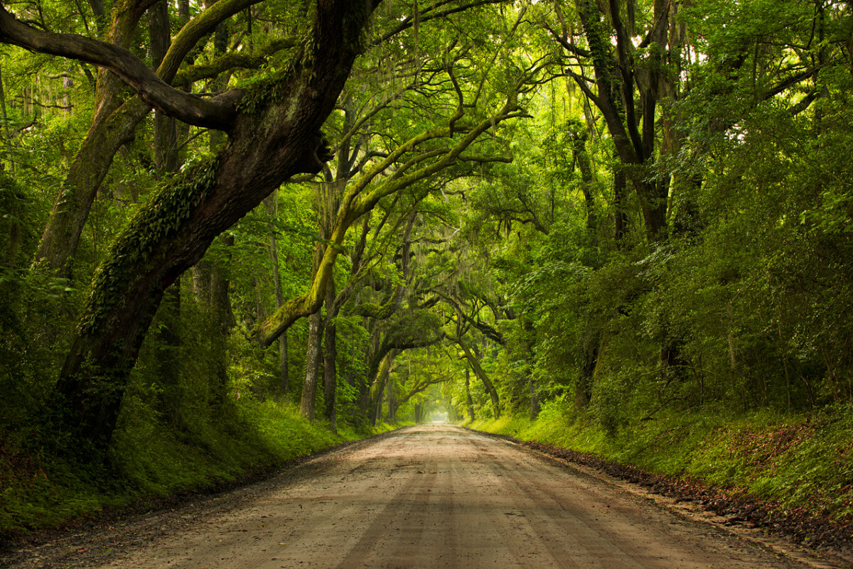 road with big trees arching over - 4 Reasons Why You Aren’t Getting Sharp Images