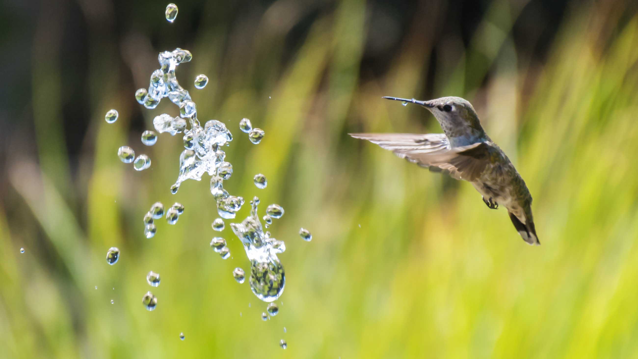 fast shutter speed hummingbird with splashing water