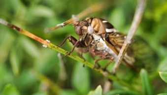 Speed up Your Workflow with the Accent AI Filter in Luminar and Batch Processing