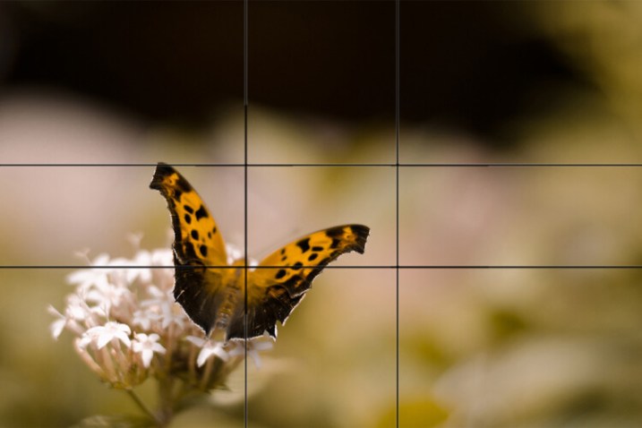 The dPS Ultimate Guide to Photography for Beginners